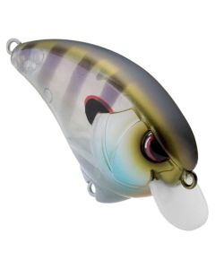 Rainbow Gill